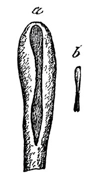 Vintage medical engraving of a broad tapeworm head