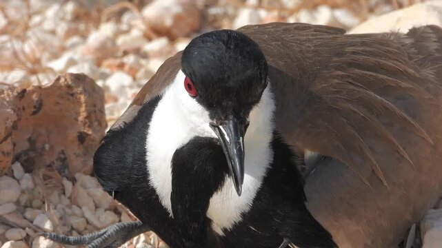 Spur winged lapwing incubates eggs in a stony ground nest within dry open habitat.