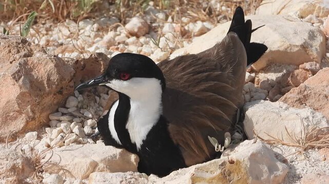Spur winged lapwing incubates eggs in a stony ground nest within dry open habitat.