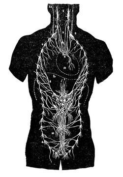 Vintage woodcut illustration of the sympathetic nervous system - labeled version