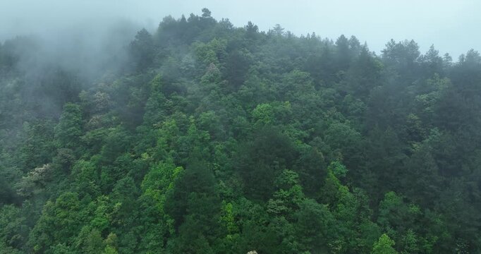 Aerial footage of beautiful forest mountains	in the fog