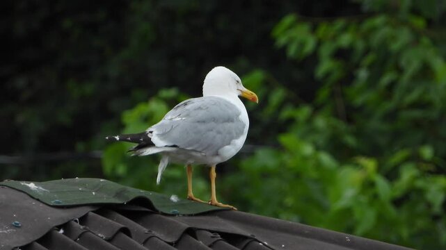 Seagull standing in rain on rooftop edge, white plumage, gray wings, yellow beak, black tail.