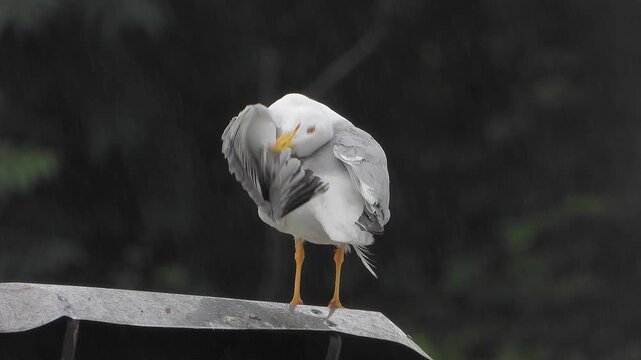 Seagull standing in rain on rooftop edge, white plumage, gray wings, yellow beak, black tail.