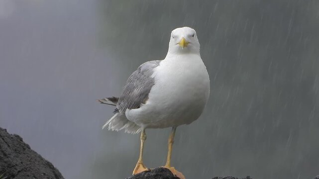 Yellow legged gull perches on wet rocks beside the sea during rainy coastal weather.