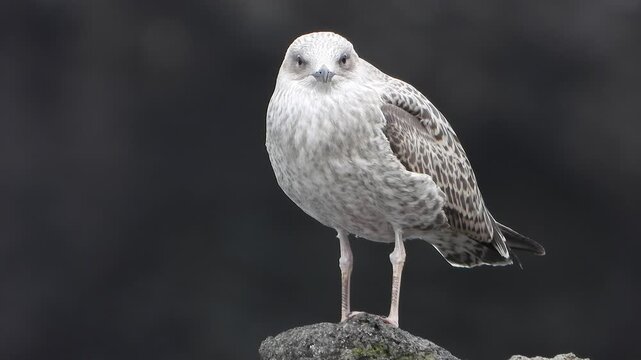 Juvenile gull stands on seaside rocks and stretches beside softly moving surf waves.