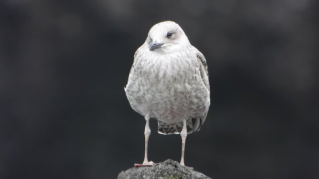 Juvenile gull stands on seaside rocks and stretches beside softly moving surf waves.