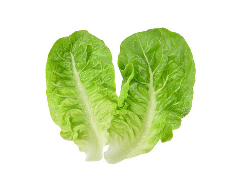 Fresh green cos lettuce leaf isolated on transparent background. PNG