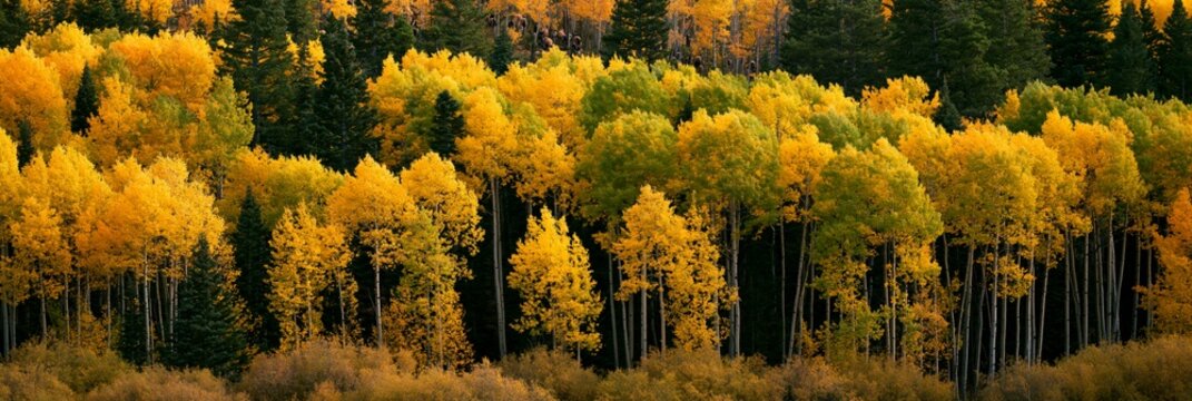 a forest during autumn. A dense cluster of aspen trees stands tall, their leaves a bright yellow, contrasting with the dark green foliage. The trees are densely packed.