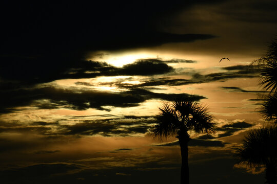 Golden hour clouds drift across the sky, with the top of a palm tree silhouetted against the sunset in Clearwater, Florida.