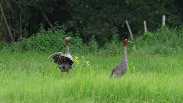 Pair of Eastern Sarus Cranes calling in green grassland, Thailand