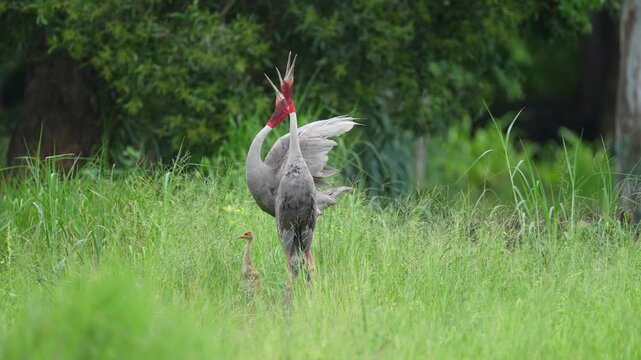 Pair of Eastern Sarus Cranes calling with chick in natural grassland, Thailand
