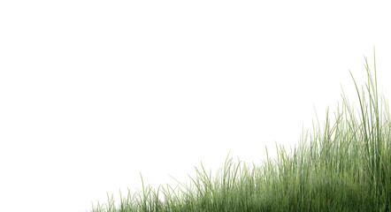 Fototapeta premium green grass background/High resolution green grass field isolated on white background with copy space. Sharp focus fresh lawn grass border