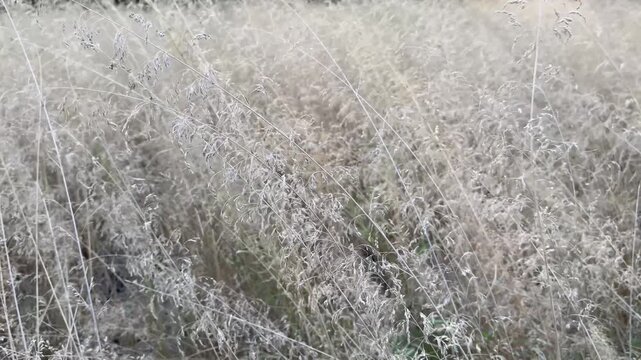 A field of dry grass or tall reeds, grayish-brown in hue, swaying gently in the breeze amidst the open landscape. The texture of the waving grass evokes a sense of calm and natural serenity.