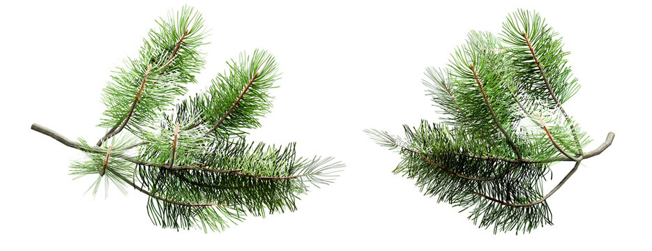 Christmas pine branches with needles isolated on transparent background