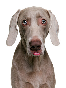 Weimaraner dog with tongue sticking out and wide eyes isolated on transparent background PNG cutout