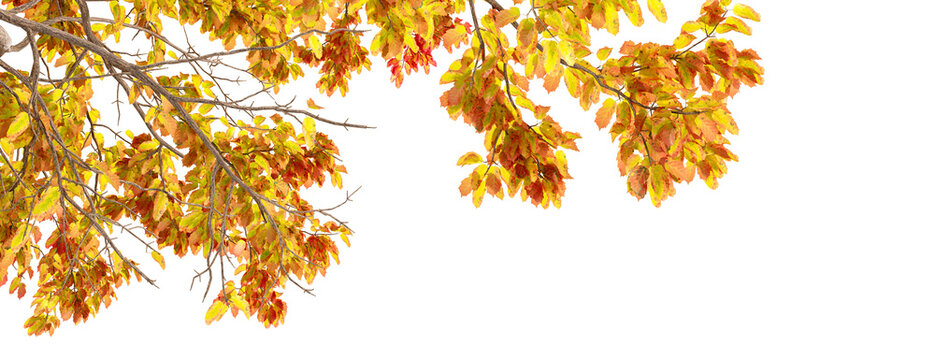 Autumn tree branches with yellow and orange leaves framing top border isolated on transparent background
