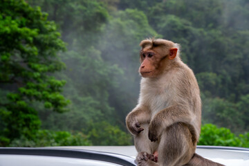 Wild bonnet macaque resting outdoors against a dense, foggy mountain jungle background in Western Ghats, Kerala. © Riyas