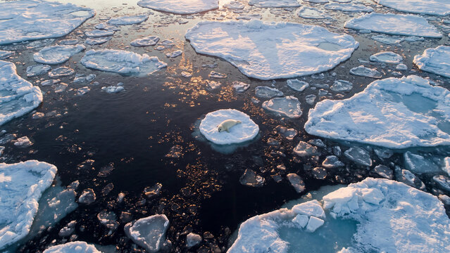 Cute harp seal pup rests peacefully on a small white floating ice floe during a cold sunny winter day morning
