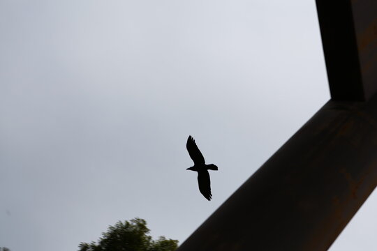 A bird flying in the sky near a torii gate silhouette.