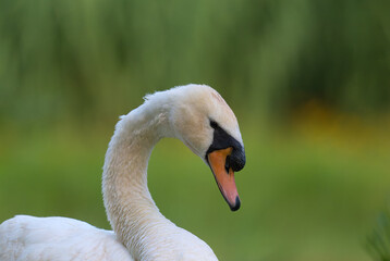 close up of a white swan © 颂 郭