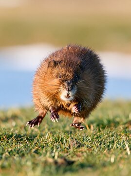 Small brown muskrat running on grass