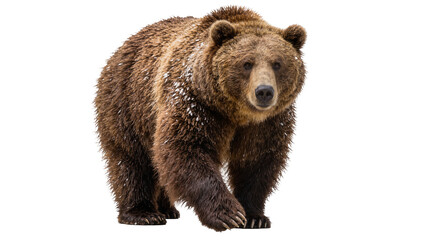 Fototapeta premium Brown grizzly bear with snow on fur walking forward, isolated on transparent background
