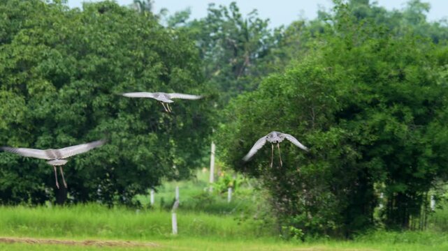 Three Eastern Sarus Cranes flying to join a group in wetland habitat, Thailand