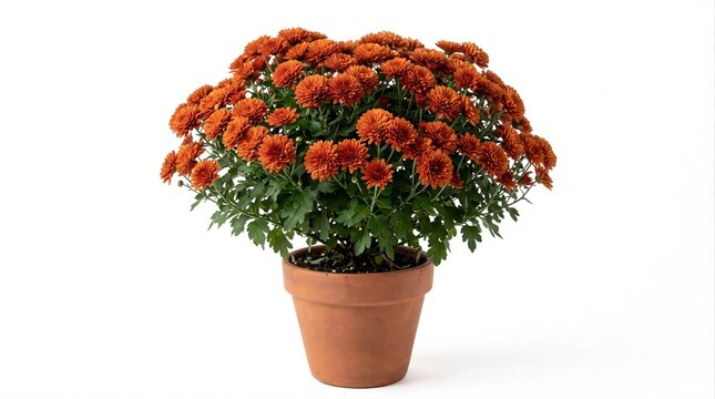 Compact potted chrysanthemum covered with orange flowers, isolated on white, representing autumn gardening, seasonal decoration, and fall floral displays.