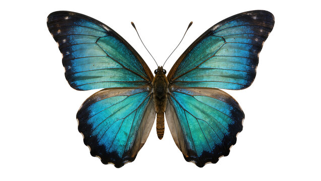 Vibrant blue and green morpho butterfly with intricate wing patterns, isolated on transparent background