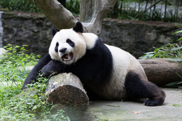 Giant Panda Resting on a Wooden Log and Yawning © foreverhappy