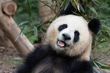Close-Up of Giant Panda, Yuan Run, Looking Towards Camera Among Bamboo Leaves © foreverhappy