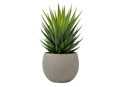 Small green succulent plant in a textured grey stone pot