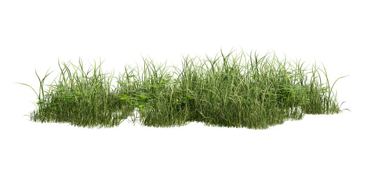 Isolated lush green grass clump with detailed blades and stems, perfect for landscape design or nature scenes on transparent background