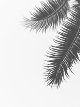 Overlay palm frond shadows cast on a light surface, creating a tropical serene atmosphere, ideal for design backgrounds
