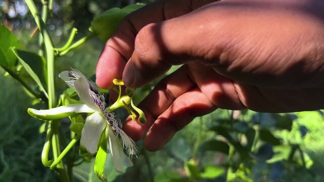 Hand Pollinating Passion Fruit Flower Using Small Brush in Garden