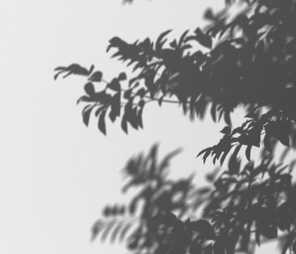 Overlay shadow of tree leaves and branches cast on transparent background, creating a natural, abstract, and tranquil organic pattern