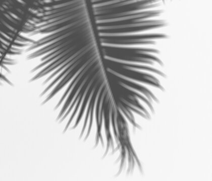 Palm leaf shadow overlay, soft focus natural tropical foliage silhouette on a transparent background, abstract light and shadow effect