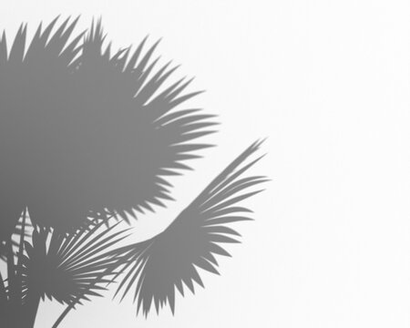 Shadow of palm tree leaves casting a silhouette on a transparent background, tropical, natural, overlay effect