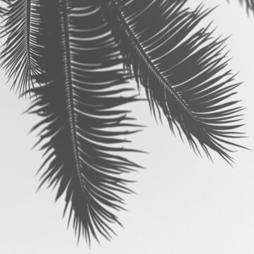 Shadow of palm tree fronds casting intricate patterns on a transparent background, tropical atmosphere, serene and elegant