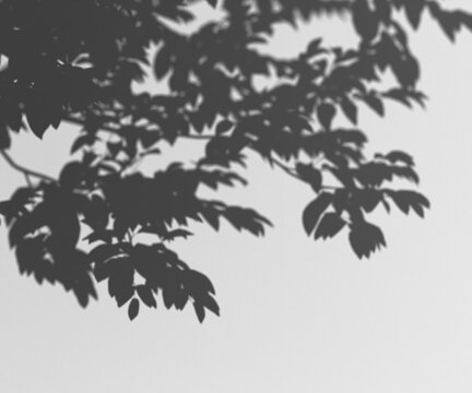 Shadow of tree leaves and branches cast on a transparent background, natural overlay effect, organic pattern