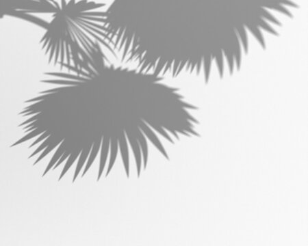Shadow overlay effect of palm tree leaves on a transparent background, natural sunlight casting dappled shadows, ideal for summer or tropical themes
