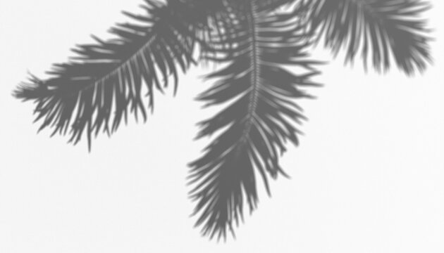 Shadow overlay of palm tree fronds casting a delicate pattern on a transparent background, suggesting tropical ambiance and natural light
