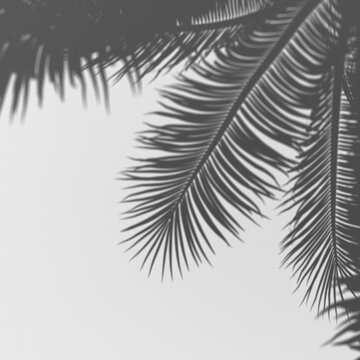 Shadows of palm tree fronds creating a natural, abstract pattern against a bright sky, evoking a tropical summer vibe