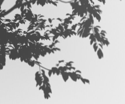 Shadows of tree branches and leaves cast on a transparent background, creating a natural organic pattern, high contrast silhouettes