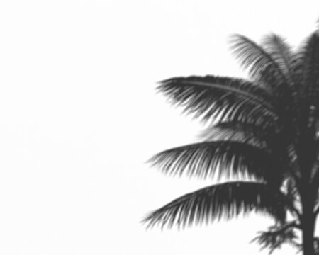 Silhouette of palm tree fronds casting shadows on a transparent background, tropical atmosphere, natural element