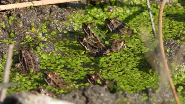 Frogs rest among duckweed on wetland water with green surface plants quiet marsh habitat.