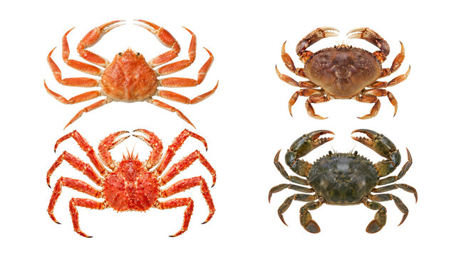Assorted crab species collection isolated on white background, featuring snow crab, Dungeness crab, red king crab, and green crab in top view, showcasing different shell shapes, claws, legs