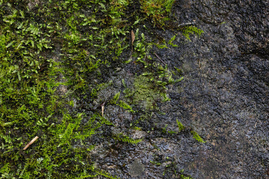 Macro Texture of Green Moss Growing on Damp Dark Stone Surface