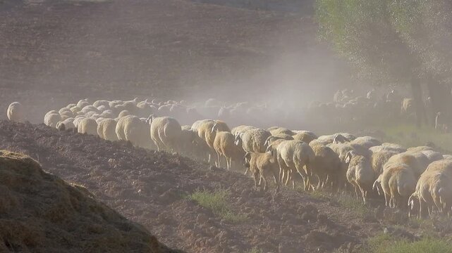 Dusty sheep herd near Mazar Sharif Afghanistan follows an S curve along rural road.