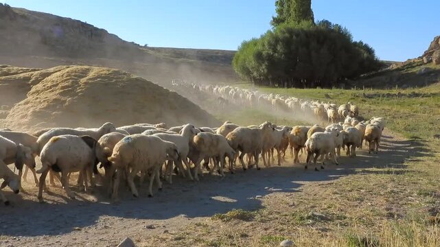 Dusty sheep herd near Mazar Sharif Afghanistan follows an S curve along rural road.